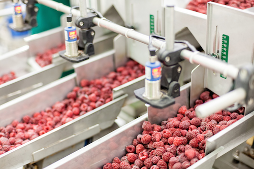 frozen red raspberries in sorting and processing machines